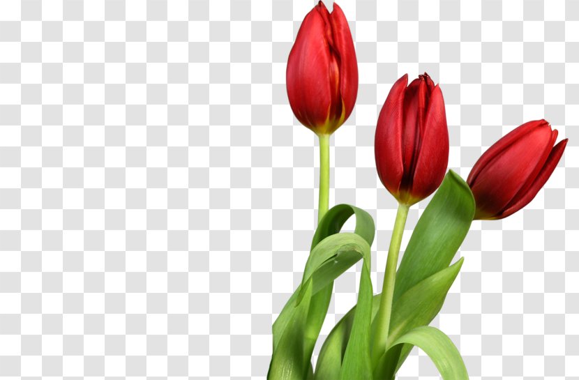 Tulip Clip Art Desktop Wallpaper Transparency - Cut Flowers - Mothers Day Backgrounds Church Tulips Transparent PNG