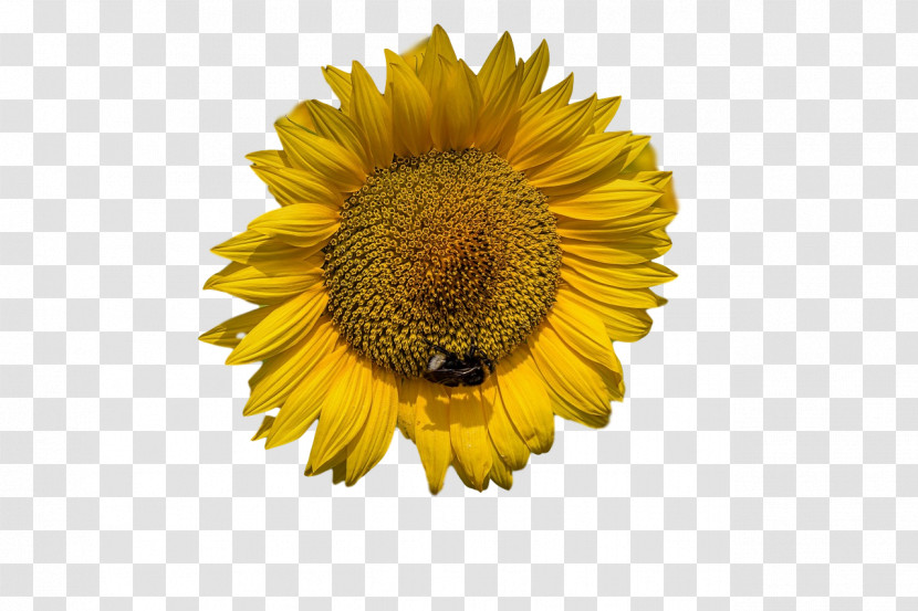 Sunflower Seed Daisy Family Flower Petal Sunflowers Transparent PNG