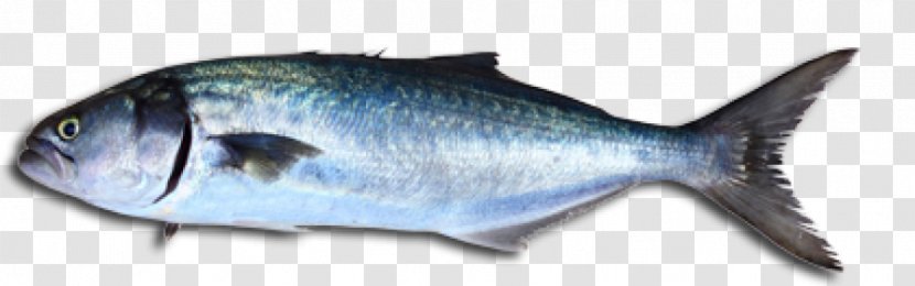 Bluefish Fishing Stavis Seafoods Stock Photography - Thunnus - Fish Transparent PNG