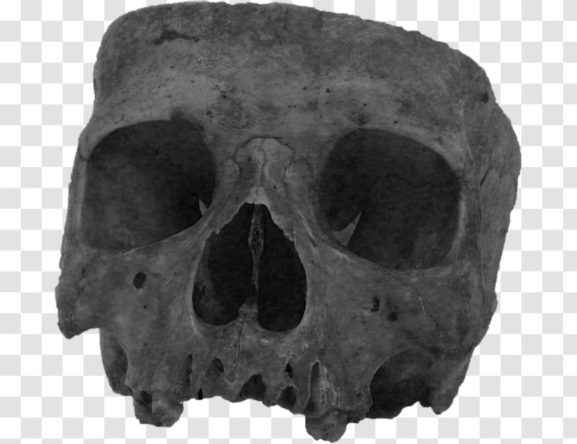 Skull White - Snout - Dark Transparent PNG