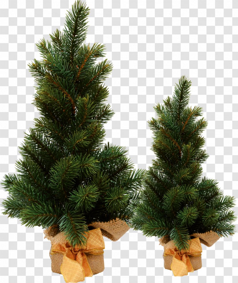 Spruce Christmas Ornament Tree Pine Transparent PNG