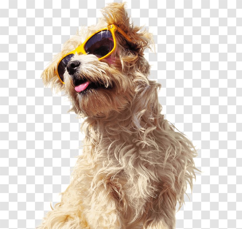 Dutch Smoushond Morkie Schnoodle Companion Dog Breed - Petiko - Toy Transparent PNG