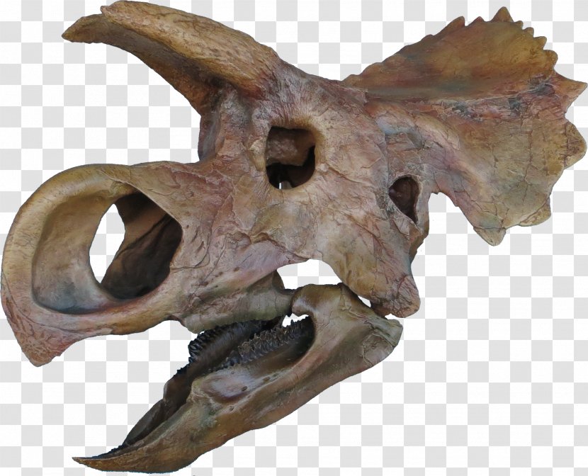 Ceratopsia Triceratops Late Cretaceous Avaceratops Tyrannosaurus - Paleontology - Bones Transparent PNG