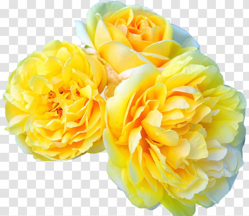 Garden Roses Flower Meilland International SA Rosa 'Leonardo Da Vinci' - Petal - Yellow Flowers Transparent PNG