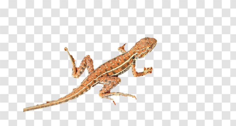 Agama Lizard Gecko Clip Art - Fauna Transparent PNG