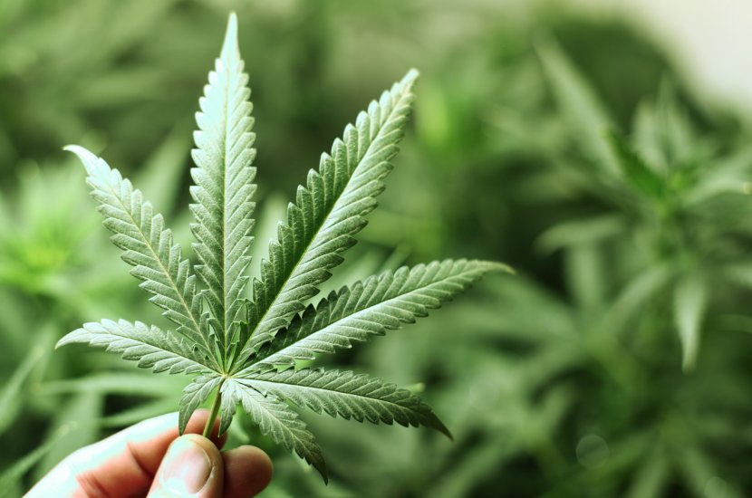 Cannabis Sativa Medical Plant Hemp - Grass Transparent PNG