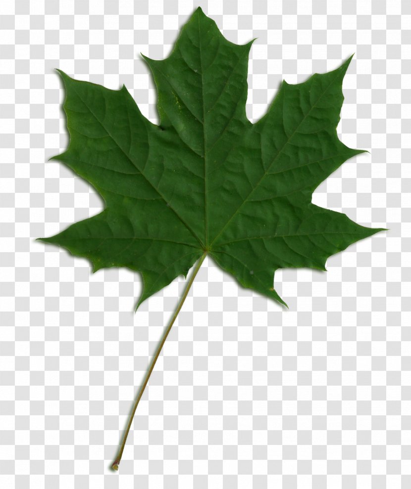 Sycamore Maple Norway Leaf Transparent PNG