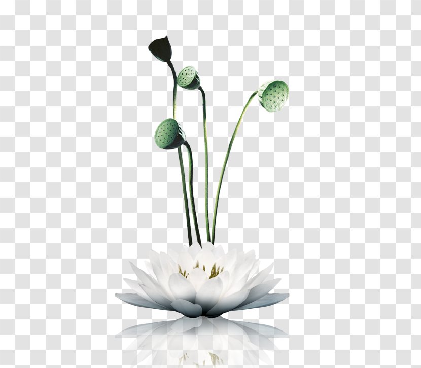 Zen Poster Buddhism Buddhist Meditation - Floristry - Lotus Picture Material Transparent PNG