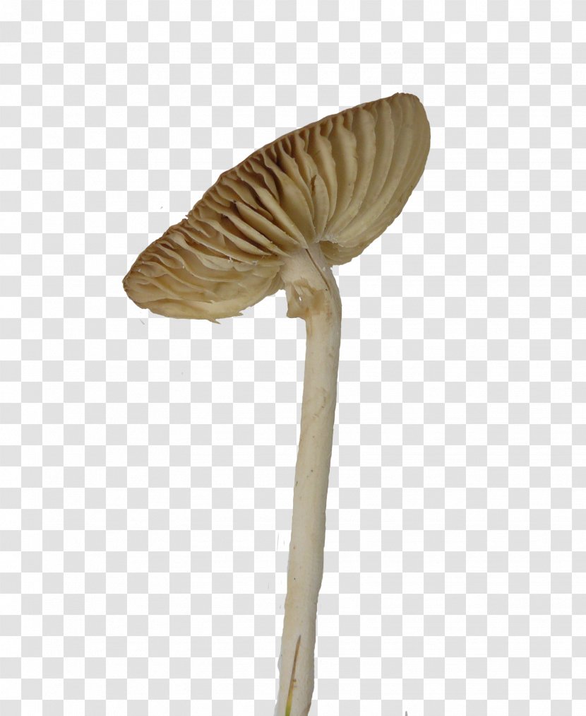 Umbrella Mushroom Fungus Euclidean Vector - Designer - Tilted Mushrooms Transparent PNG