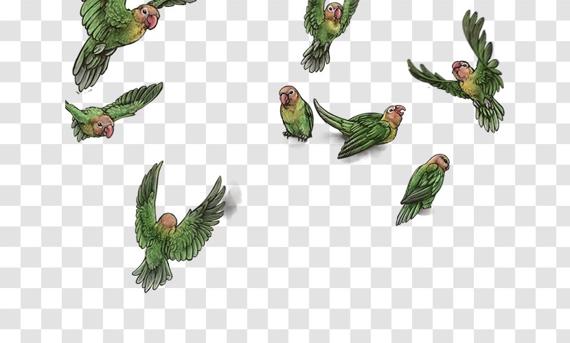 Parrot Beak Fauna Feather Transparent PNG