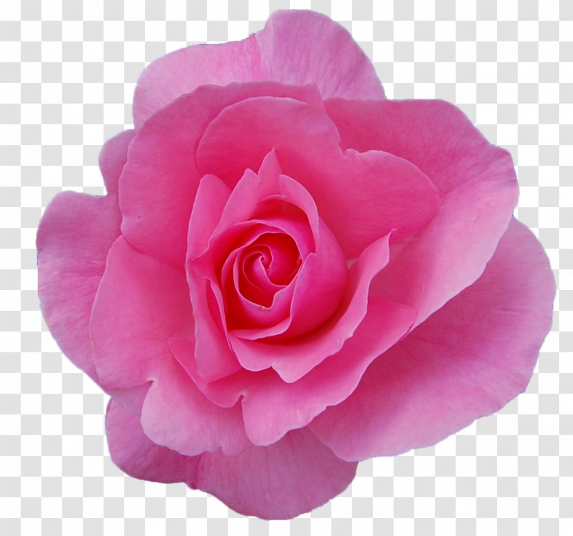 Damask Rose Oil Garden Roses Flower Essential - Transparent Transparent PNG