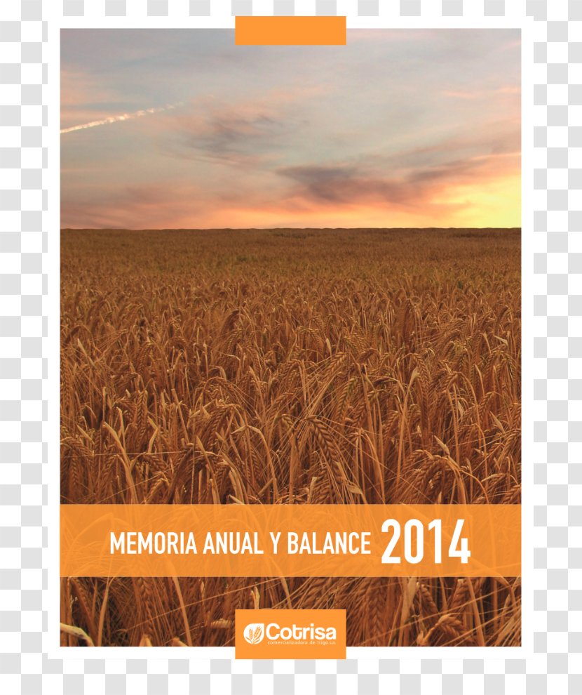 Emmer Triticale Harvest Rye Grain - Sky Plc - Memoria Transparent PNG