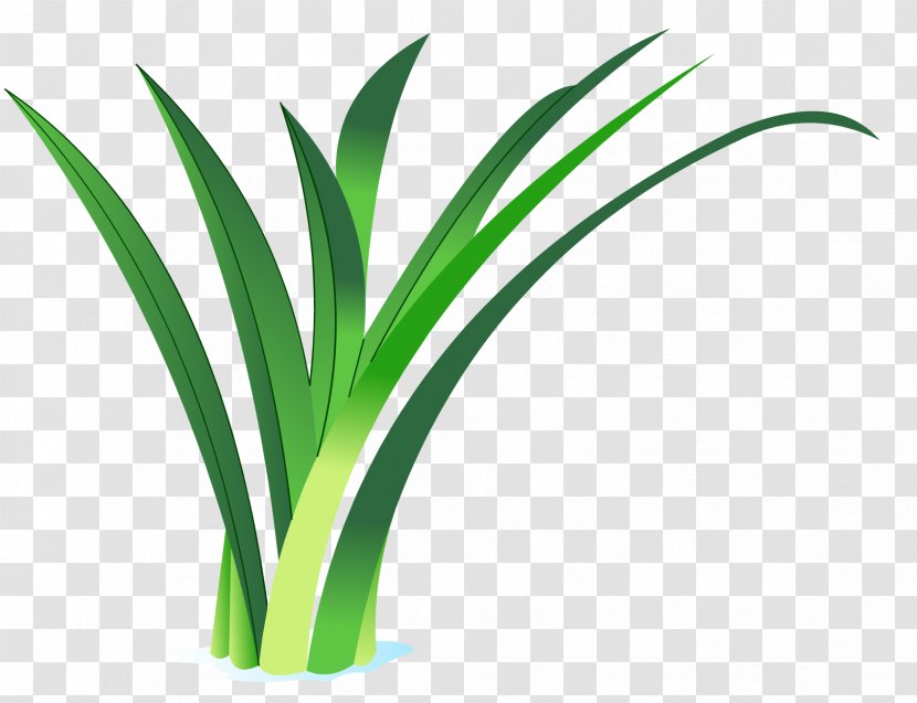 Arecaceae Grasses Flowerpot Plant Stem - Flower Transparent PNG