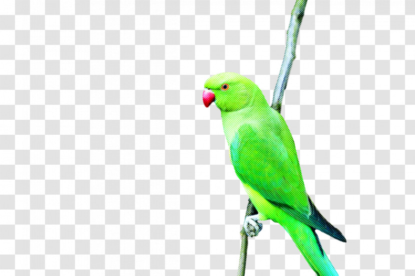 Lovebird Transparent PNG