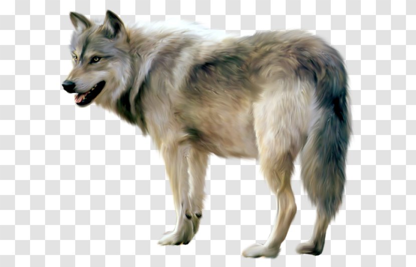 Czechoslovakian Wolfdog Saarloos Clip Art - Seppala Siberian Sleddog - Kurt Resmi Transparent PNG