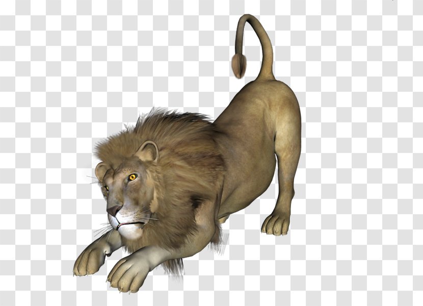 Lion Blog PhotoScape - Big Cat - Leones Transparent PNG