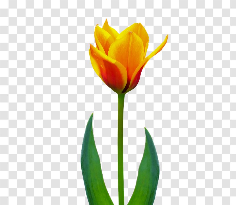 Tulip Flower Image Nature - Background Bunga Transparent PNG