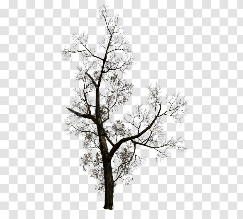 Tree Branch Clip Art - Photography Transparent PNG