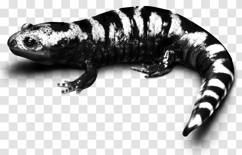 Marbled Salamander Frog Spotted Lizard - Tail - Amphibian Transparent PNG