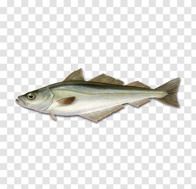 Cod Pollock Pollack Fishing - Barramundi - Fish Transparent PNG