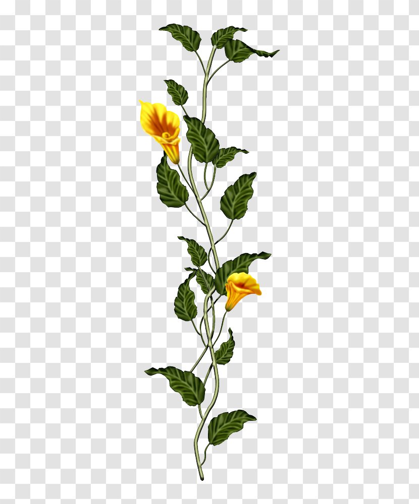 International Women's Day Woman - Branch - Ivy Hand Made Transparent PNG