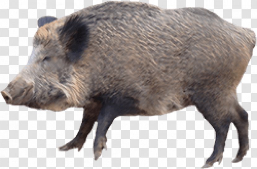 Domestic Pig Peccary Hunting Hogzilla - Giant Forest Hog Transparent PNG