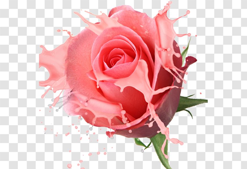 Flower Stock.xchng Rose Floristry Photography - Camera - Pink Roses Transparent PNG