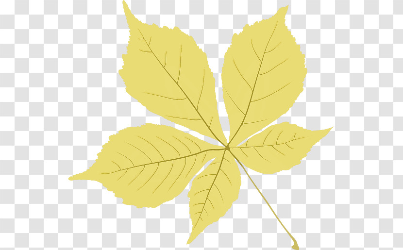 Plant Stem Leaf Twig Tree Maple Leaf / M Transparent PNG