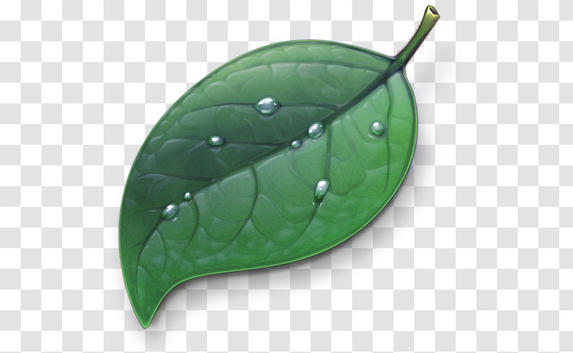 Coda Web Development Application Software Icon Design - Computer Program - Emerald Green Leaf Transparent PNG