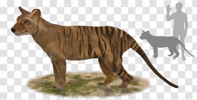 Tiger Tasmanian Devil Thylacine Thylacinus Potens - Animal Figure Transparent PNG