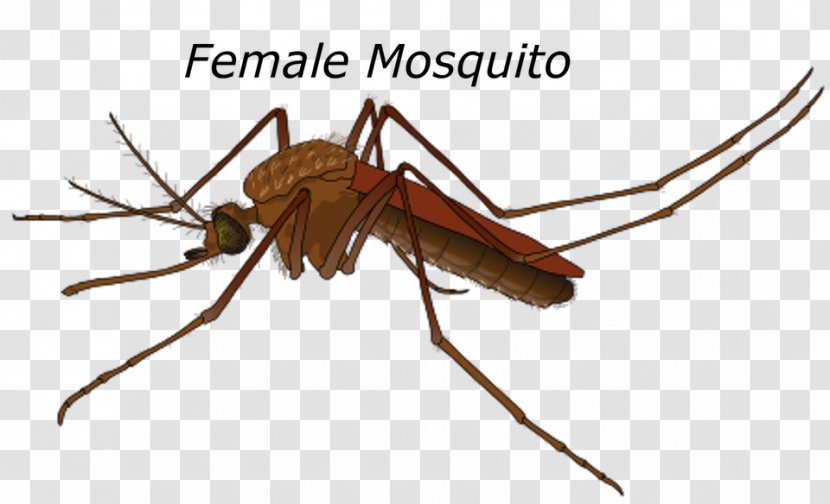 Yellow Fever Mosquito Female Mating Control - Aedes - Bug Transparent PNG
