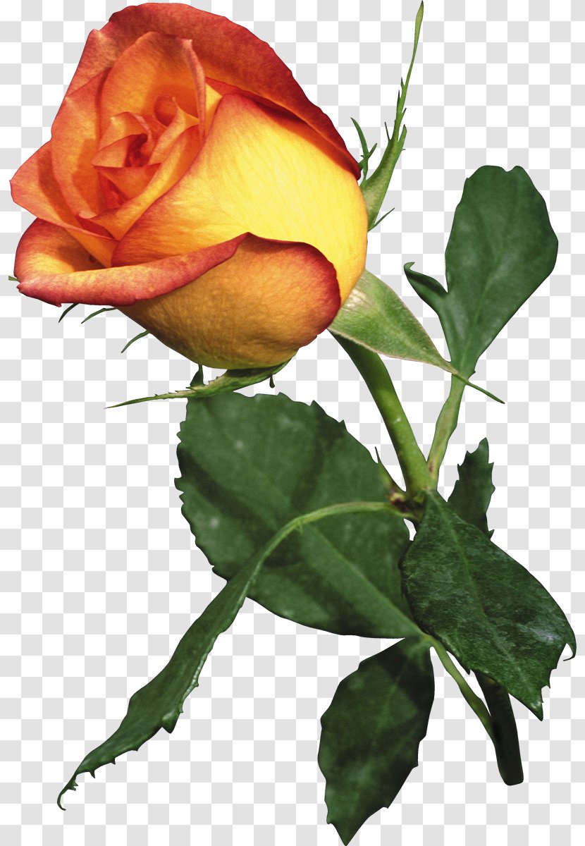 Garden Roses Flower - Rosa Centifolia - Yellow Rose Transparent PNG