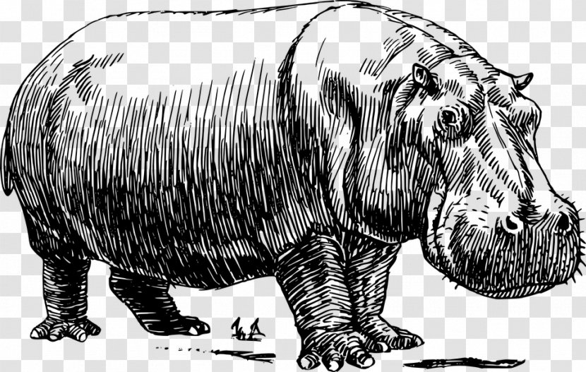 Hippopotamus Baby Hippos Drawing Clip Art - Snout - Hippo Transparent PNG