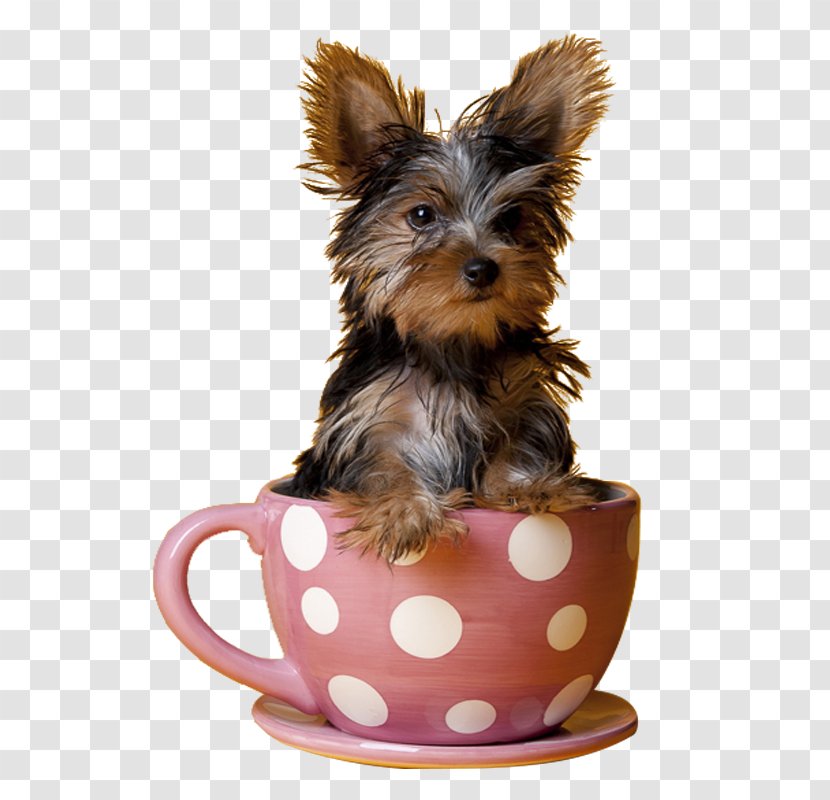 Yorkshire Terrier Miniature Pinscher Maltese Dog Puppy Teacup - Cute Dogs Transparent PNG