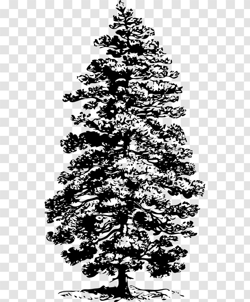 Tree Ponderosa Pine Eastern White Conifers Clip Art - Pinus Thunbergii Transparent PNG