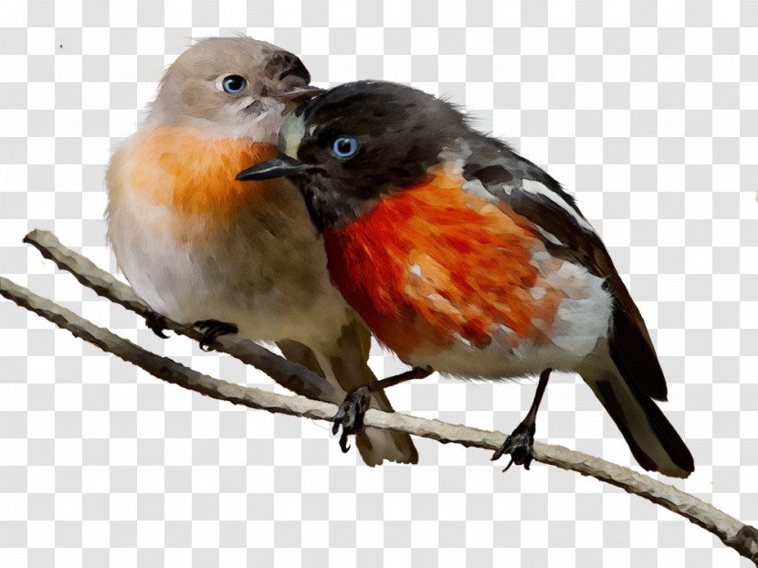 Birds Finches European Robin American Robin Old World Flycatchers Transparent PNG