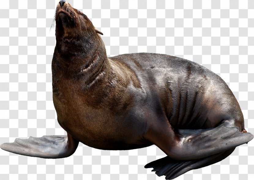 Walrus Animal Sea Lion - Fauna - Harbor Seal Transparent PNG