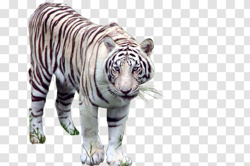 Animals Vocabulary Learning English Android - Carnivoran - Tiger Transparent PNG