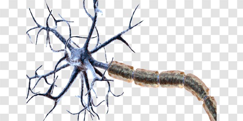Myelin Neuron ABC Games For Toddlers Synapse Dendrite - Nerve - Neurona Transparent PNG