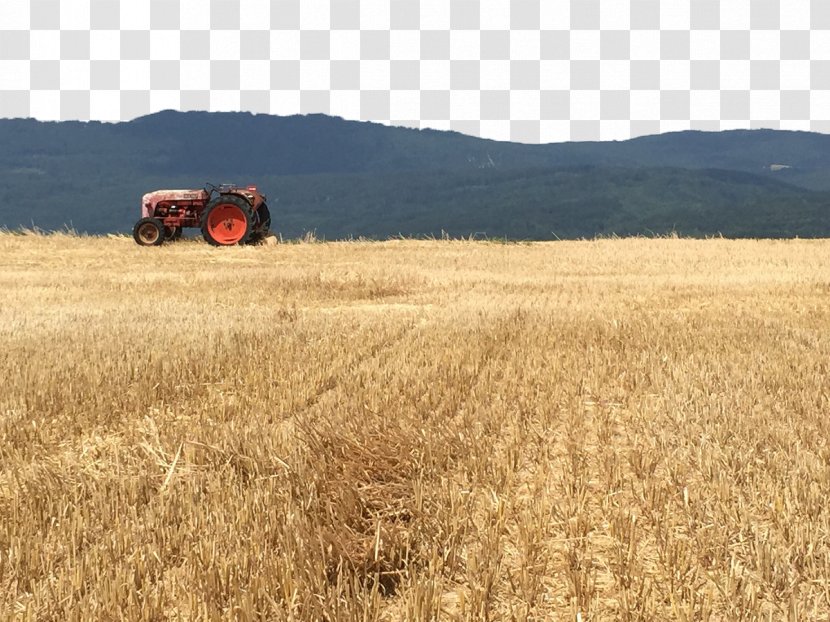 Wheat Field Harvest Grassland Crop - Prairie Transparent PNG