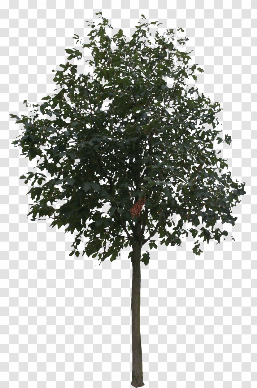 Tree Rendering - Plant - Small Trees Transparent PNG