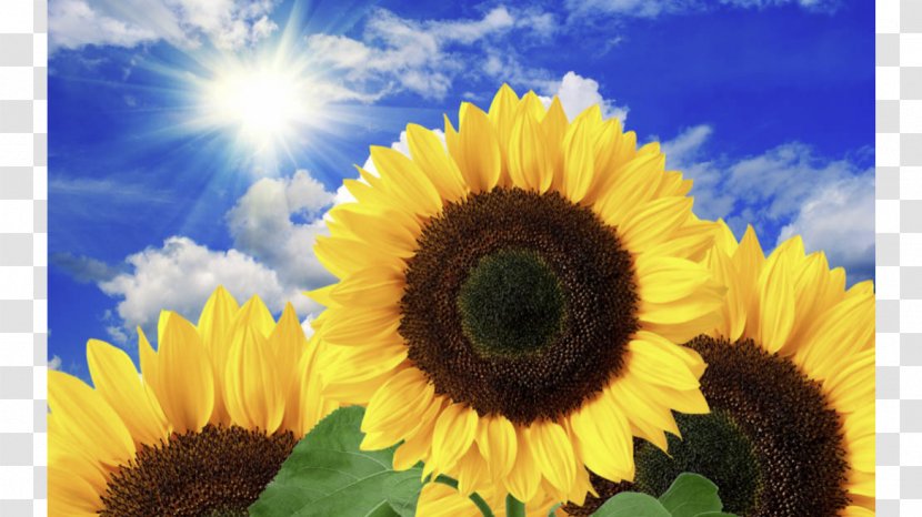 Common Sunflower Torch Натяжна стеля Desktop Wallpaper - Sunlight - Field Transparent PNG