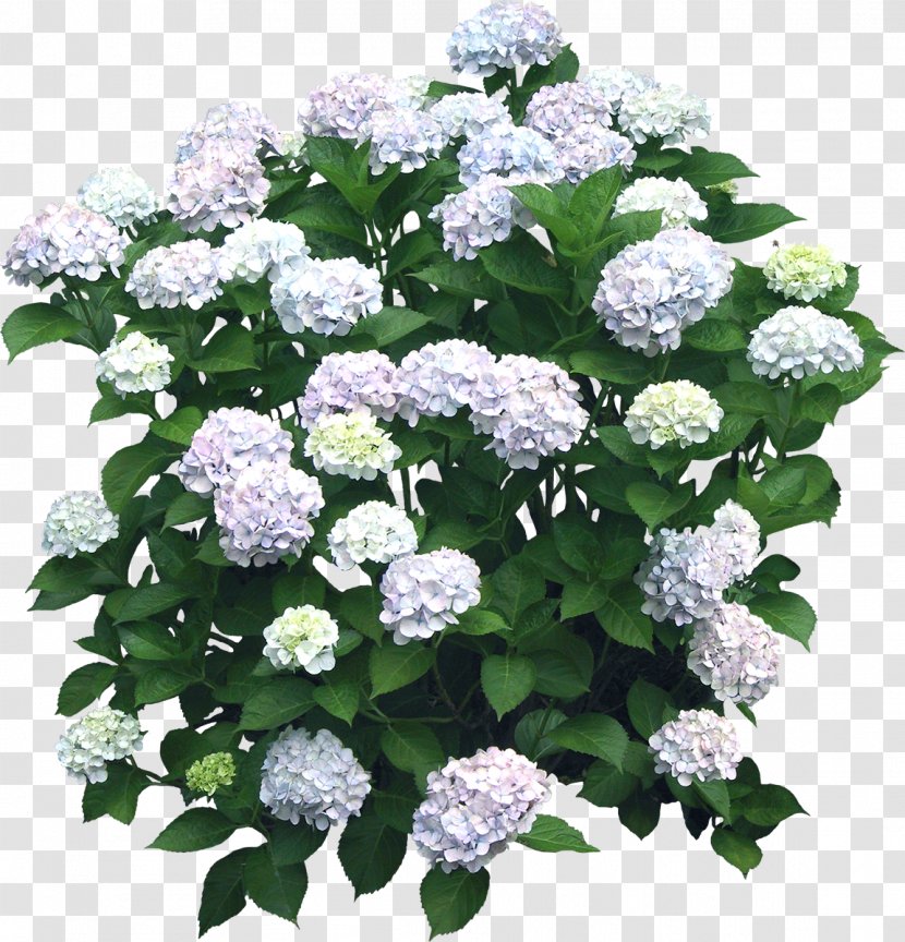 Flower Hydrangea Shrub Plant - Tree - Bushes Transparent PNG