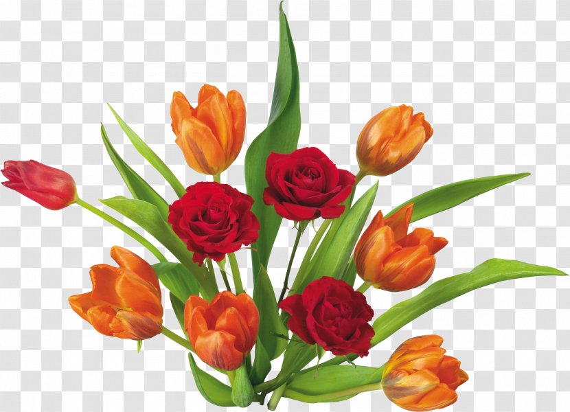 Flower Tulip Clip Art - Flowering Plant Transparent PNG