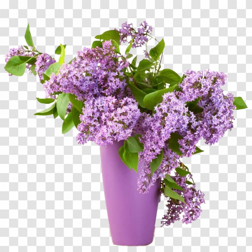 Common Lilac Summer Flower Shrub - Plant Transparent PNG