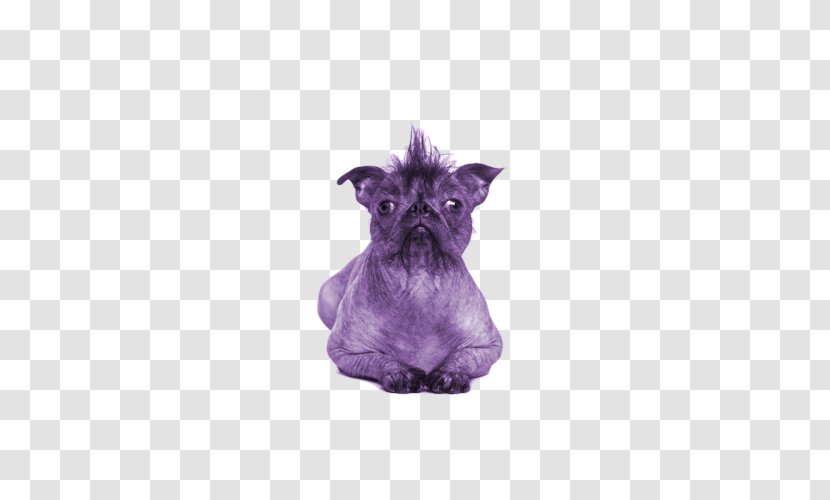 Miniature Schnauzer Chinese Crested Dog French Bulldog Puppy - Hairless Transparent PNG