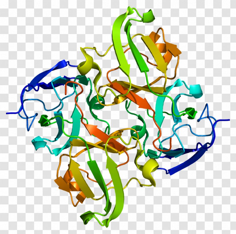 CRYBB1 Photopsin Crystallin Protein Wikipedia - Human Transparent PNG