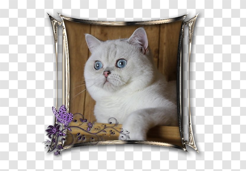 British Shorthair Domestic Short-haired Cat Whiskers Kitten Point Coloration - Hammurabi Transparent PNG