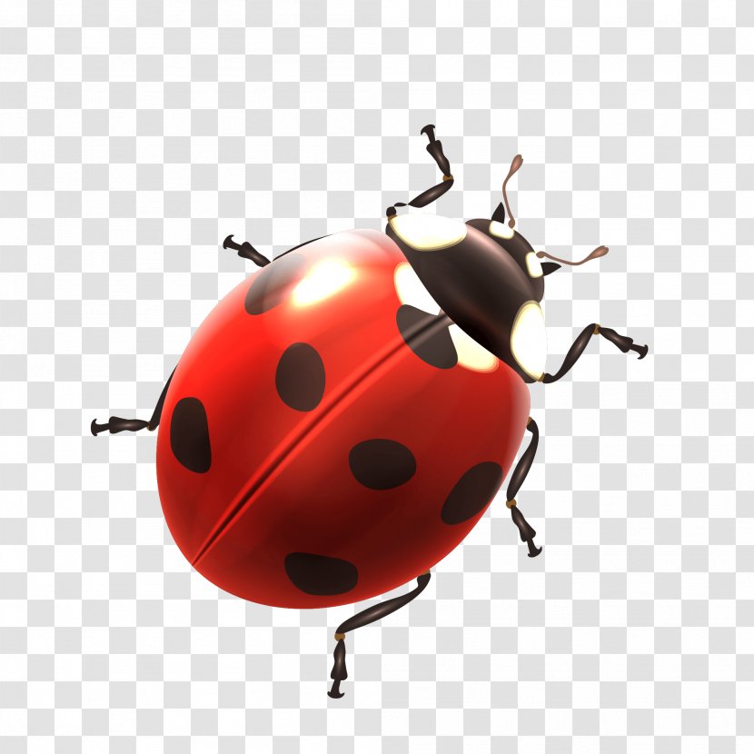 Ladybird Beetle Image Clip Art Download - Invertebrate - Buzzing Bee Transparent PNG