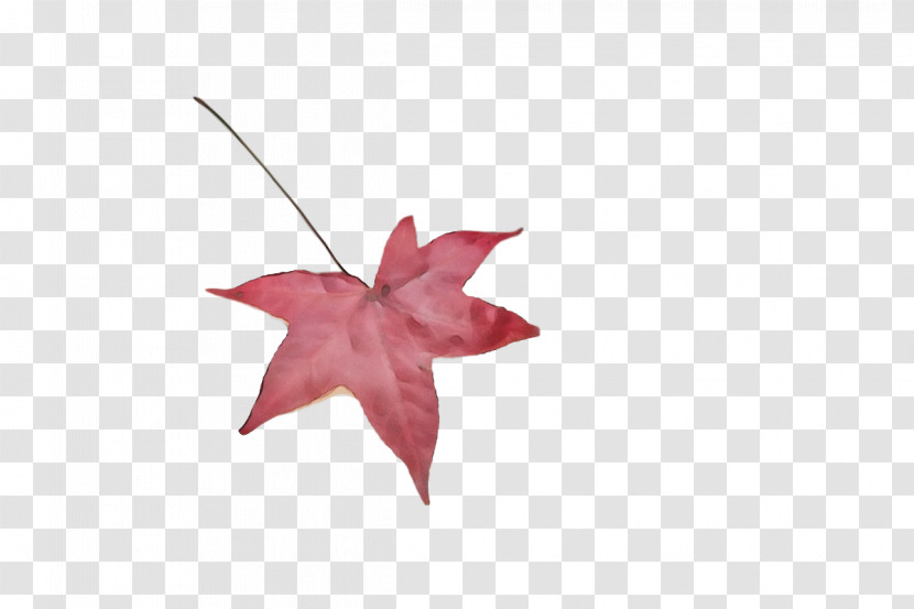 Leaf Maple Leaf / M Biology Science Plant Structure Transparent PNG